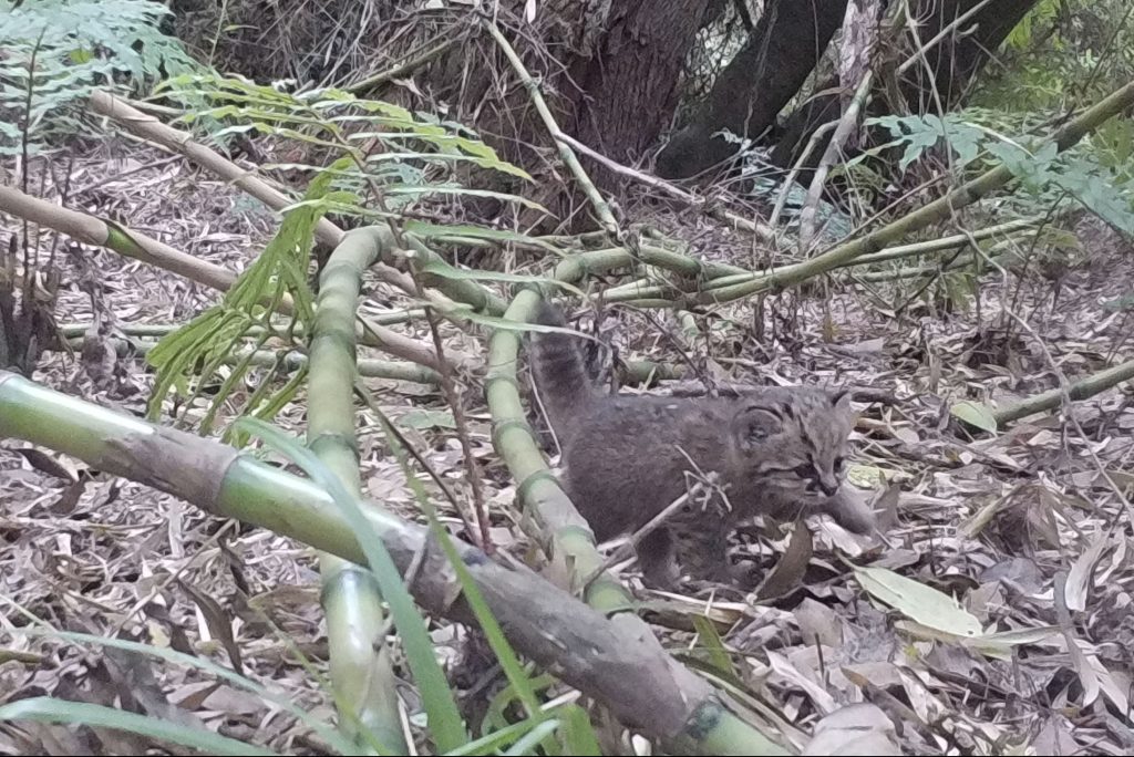 Perros amenazan hábitat de gato güiña y otras especies de fauna nativa en Campus Naturaleza UdeC
