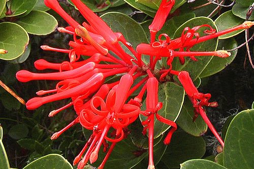 UdeC destaca con múltiples premios en la 67° Exposición de Flores, Plantas y Diseños Florales