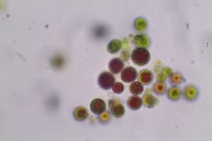 Investigación UdeC establece nueva vía para producir proteína que repara daños por rayos ultravioleta