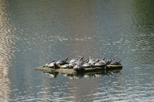 Proyecto UdeC aborda abandono de tortugas acuáticas en humedales y promueve observación ciudadana