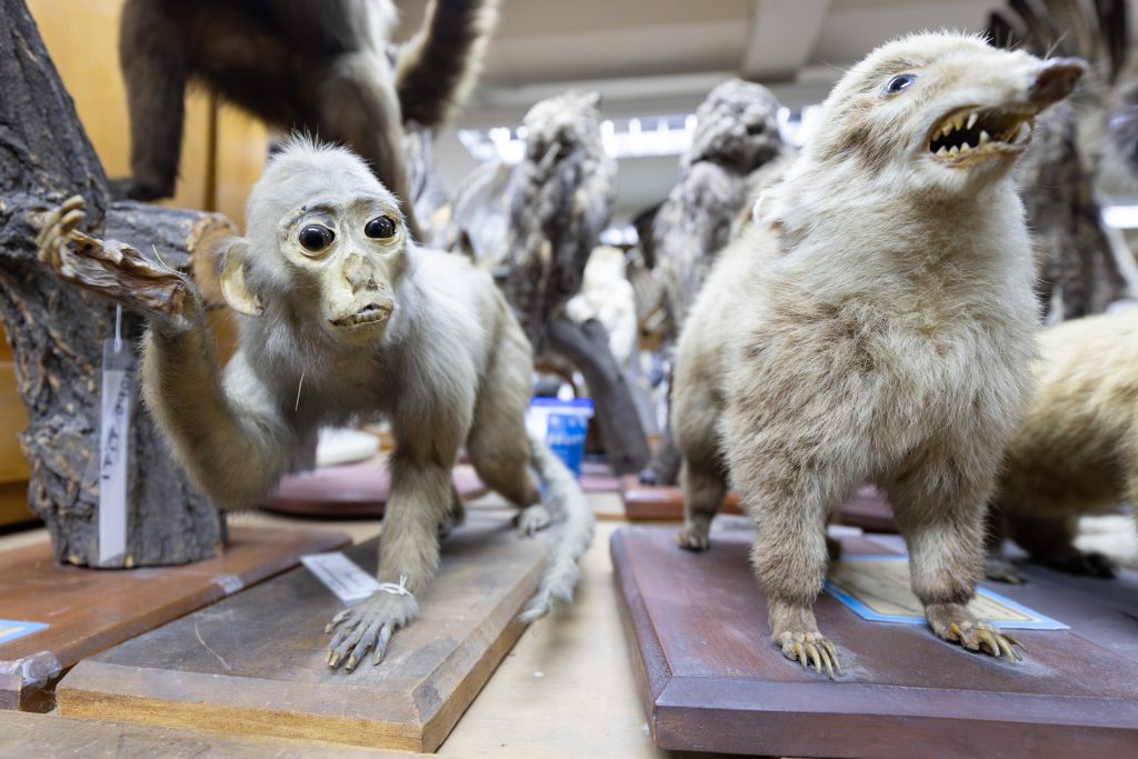 De gabinetes de madera a vitrinas digitales: Museo de Zoología UdeC celebra 70 años de divulgación científica