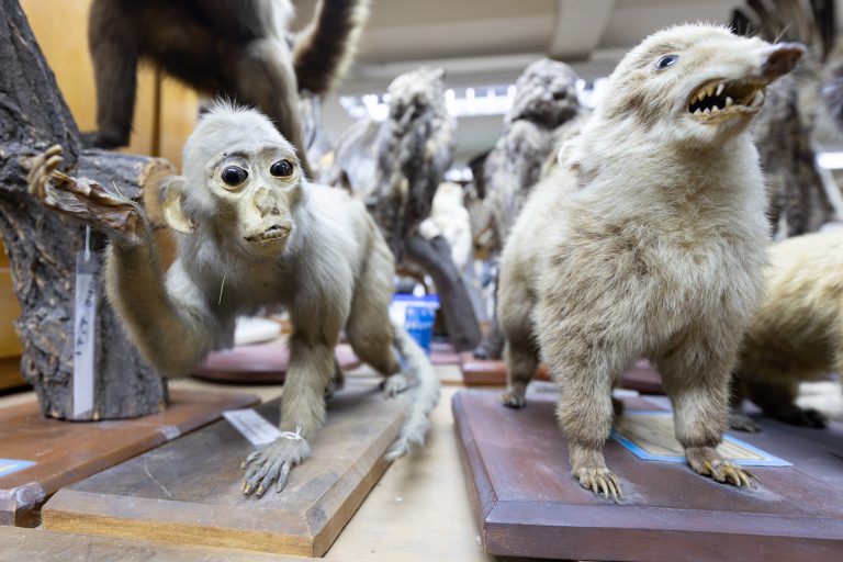 De gabinetes de madera a vitrinas digitales: Museo de Zoología UdeC celebra 70 años de divulgación científica