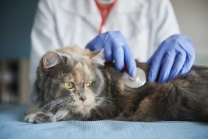 Micoplasmosis felina: el peligro invisible que las picaduras de pulgas pueden transmitir a los gatos