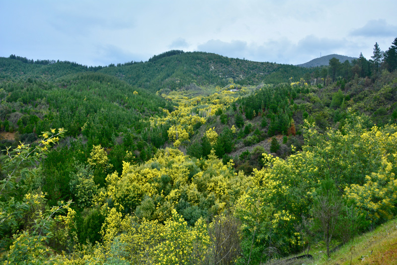 Aromo (Acacia dealbata), en ruta del Itata, primavera anterior a los mega incendios. Créditos: UdeC