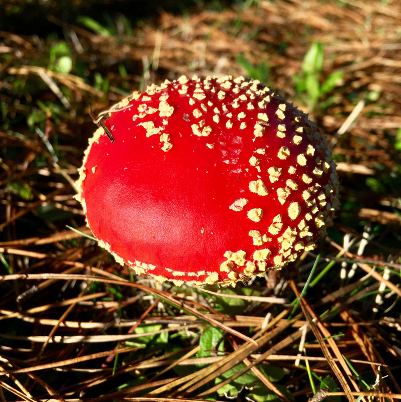 Matamoscas (Amanita muscaria), hongo invasor en la zona de Santa Juana. Créditos: UdeC