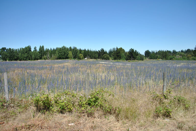 Viborera (Echium sp.) pradera de cultivo abandonada e invadida, sector Curacautín. Créditos: UdeC