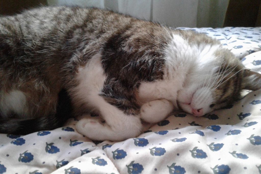 gato durmiendo