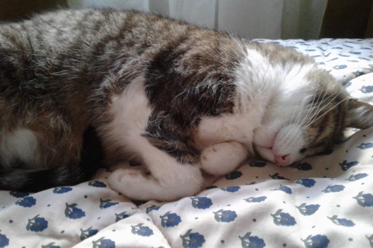 gato durmiendo