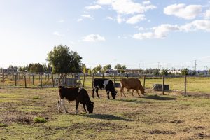 Suplemento creado en la  Udec logra mejorar la eficiencia reproductiva de bovinos