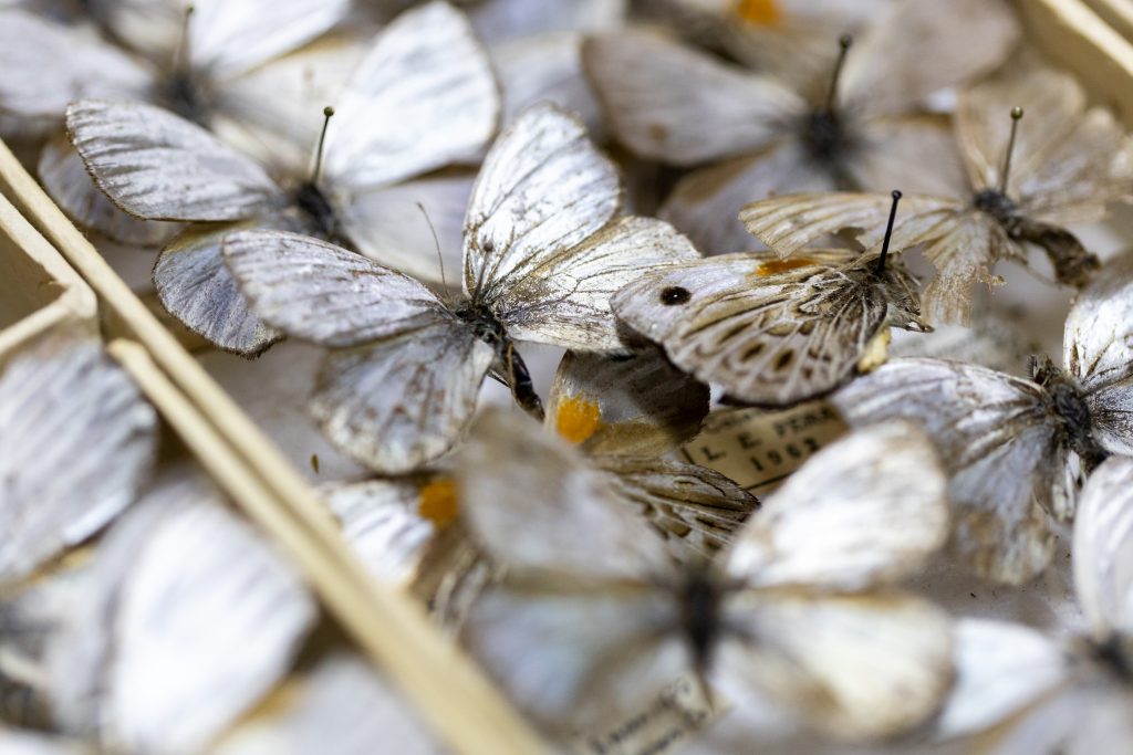 Mariposas plateadas montadas en alfileres.