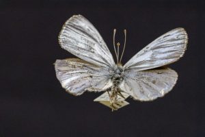 Argyrophorus argenteus: Museo de Zoología UdeC protege ejemplares de la única mariposa plateada del mundo