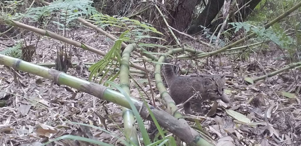 Cachorro captado en Campus Naturaleza.