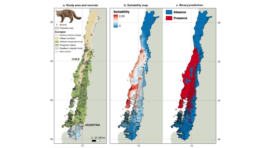 Mapas de distribución actual y futura de güiña.