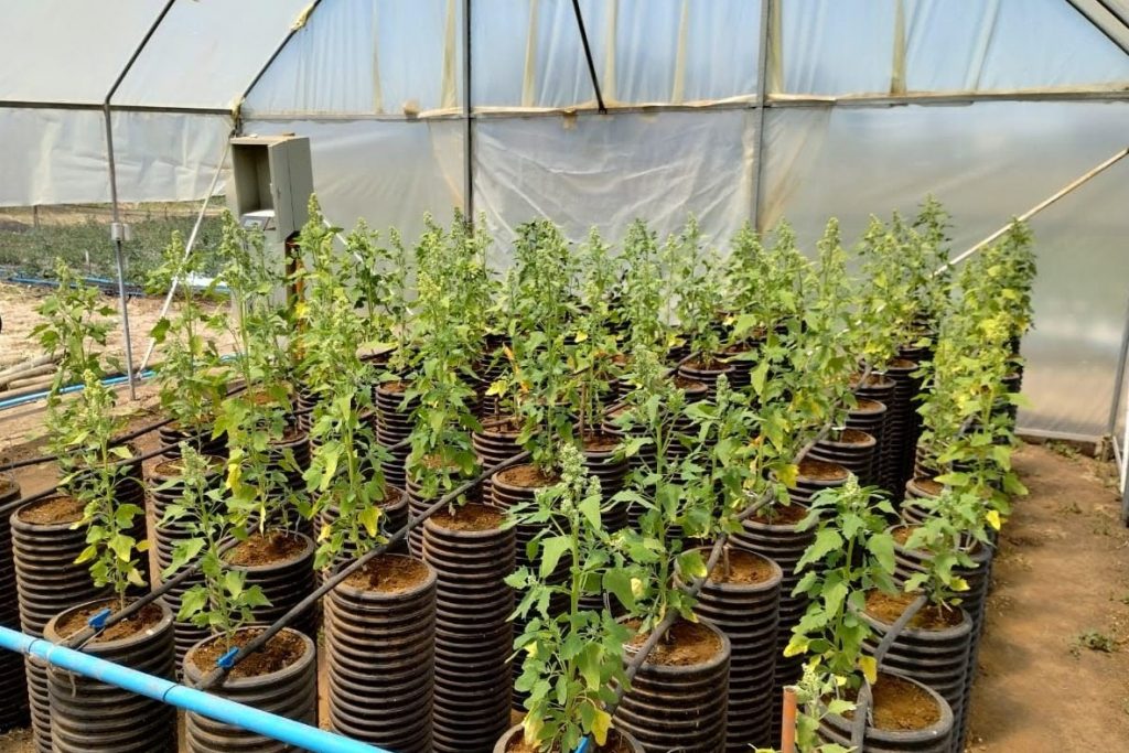 Plantas de quinoa en macetas.