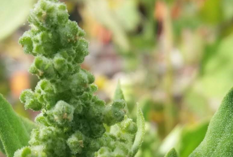 Panoja de quinoa.