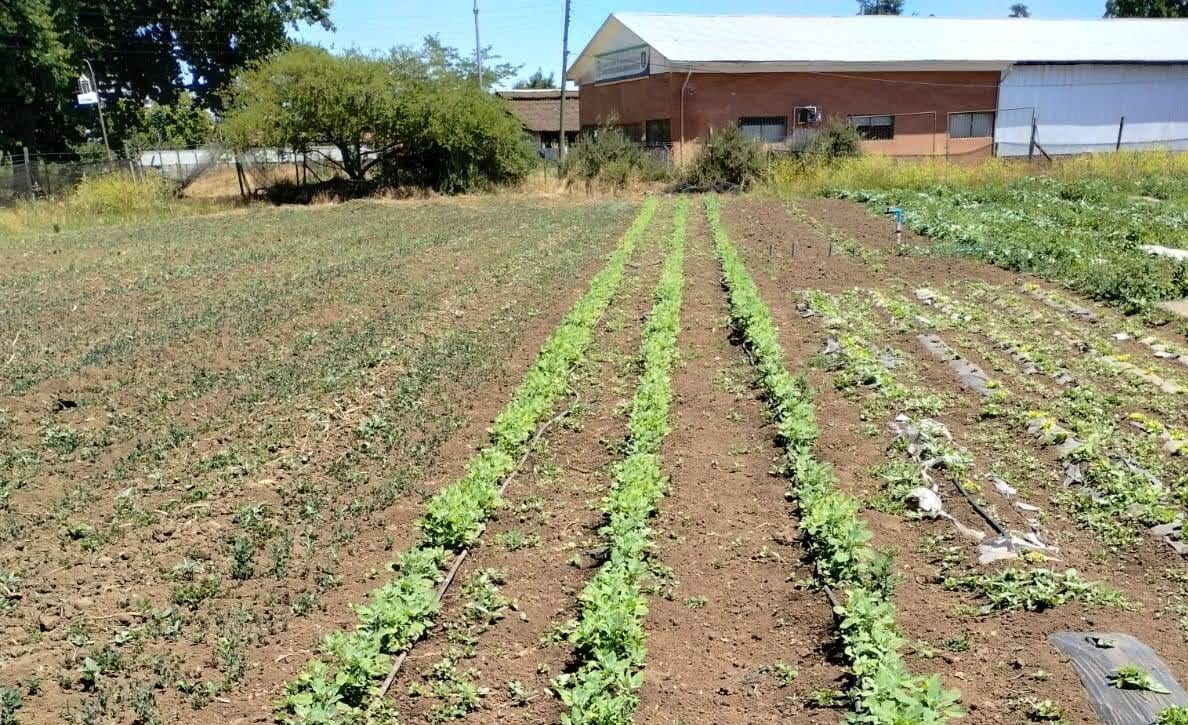 Cultivo de quiona en suelo.