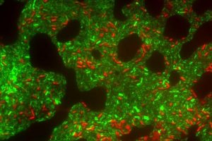 Café Científico de octubre abordará el potencial de las algas para proteger frutas y cultivos Café Científico de octubre abordará el potencial de las algas para proteger frutas y cultivos