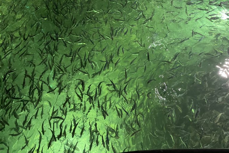 Secuenciación genética abre nuevas posibilidades para el control sanitario en la acuicultura Secuenciación genética abre nuevas posibilidades para el control sanitario en la acuicultura