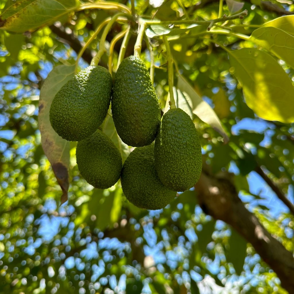Producción de palta en Chile: especialistas llaman a tomar conciencia sobre su repercusión ecológica y social