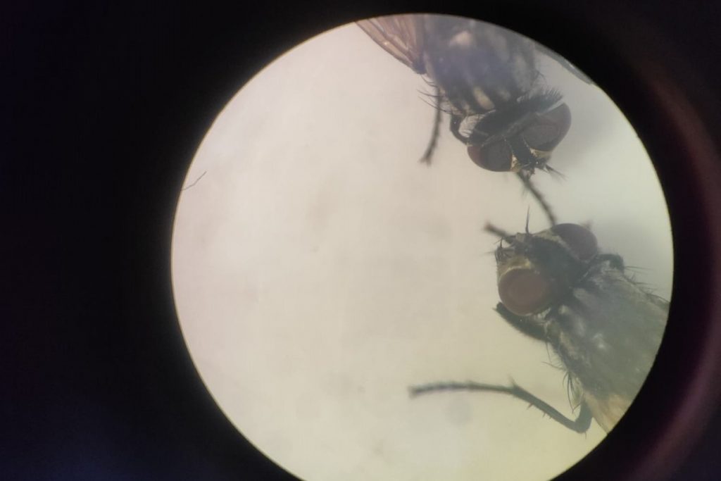 Mosca común/Cedida.