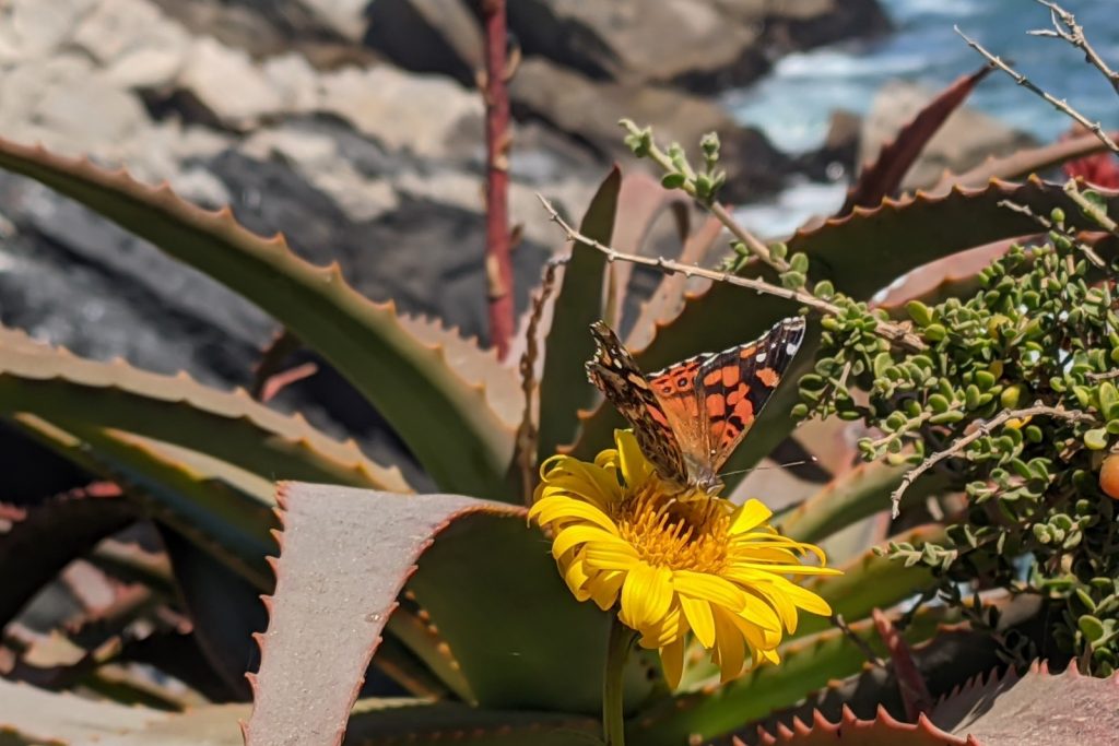 Mariposa Vanessa carye.