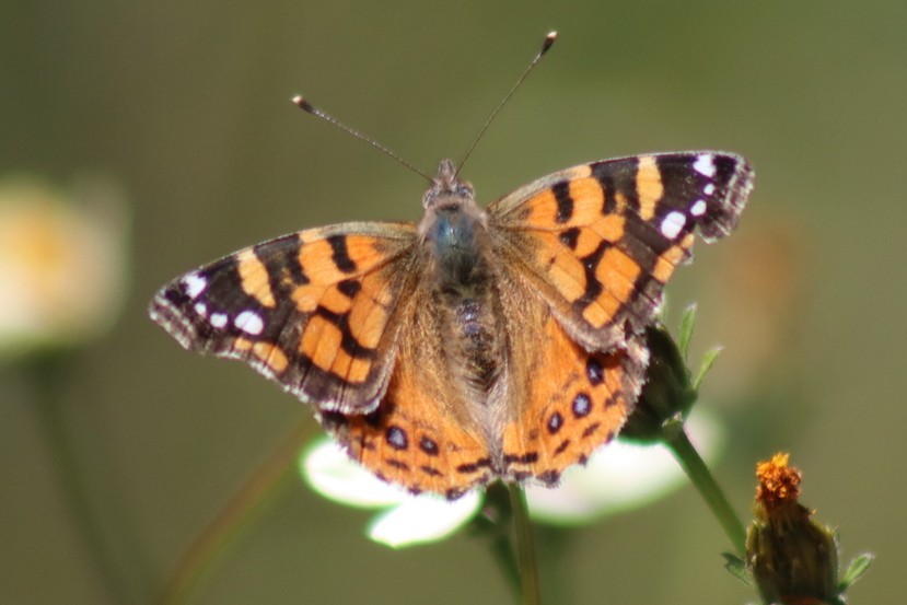 Mariposa Vanessa carye.
