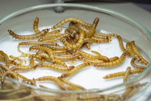 insectos utilizados para realizar barra de proteínas