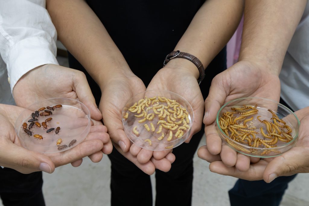 Insecto adulto, pupas y larvas para desarrollar la barra de proteínas en base a insectos