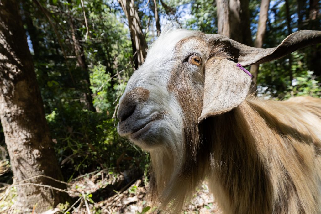 cabra macho llamado Momoa mira hacia la cámara
