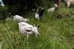 Por segundo año consecutivo Brigada Caprina regresa a la UdeC para trabajos de prevención de incendios forestales