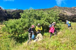 Equipo científico trabajando en el rescate de árboles endémicos Juan Fernández