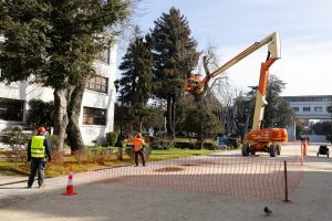 UdeC inicia plan de manejo de arbolado para garantizar seguridad en el campus