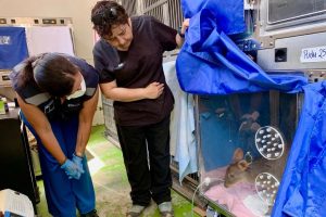 Autoridades destacan rol del Centro ANDES-UdeC en la rehabilitación de fauna silvestre afectada por incendios Autoridades destacan rol del Centro ANDES-UdeC en la rehabilitación de fauna silvestre afectada por incendios