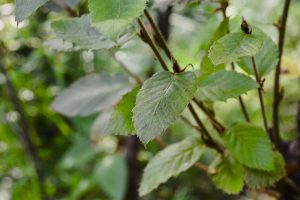 conservación Nothofagus