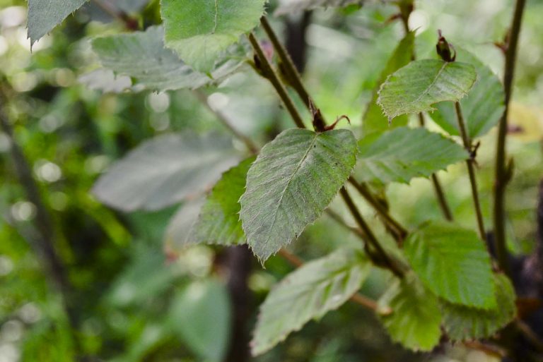 conservación Nothofagus