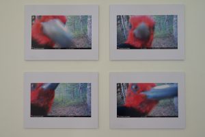 exposición “Fototrampeo en bosques andinos de araucarias” en campus Chillán