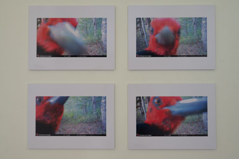 exposición “Fototrampeo en bosques andinos de araucarias” en campus Chillán