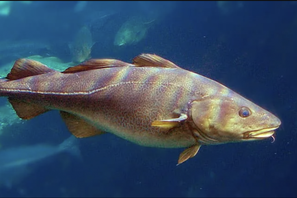 Investigadores UdeC marcan hito en el estudio del bacalao de profundidad con ejemplares vivos en cautiverio