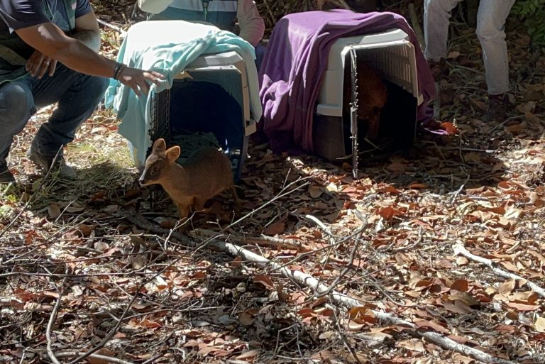 Tras exitoso proceso de rehabilitación en centro UdeC dos pudúes y un monito del monte retornan a su hábitat natural