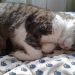 gato durmiendo